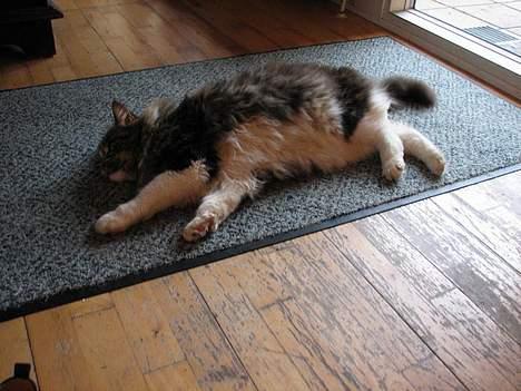 Maine Coon Udklittens Mister Kandis  - ha. .masser af plads . hunden får ikke plads ! ;P billede 3