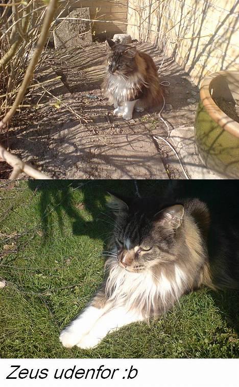 Maine Coon Udklittens Mister Kandis  - *NYT* hehe :b billede 4