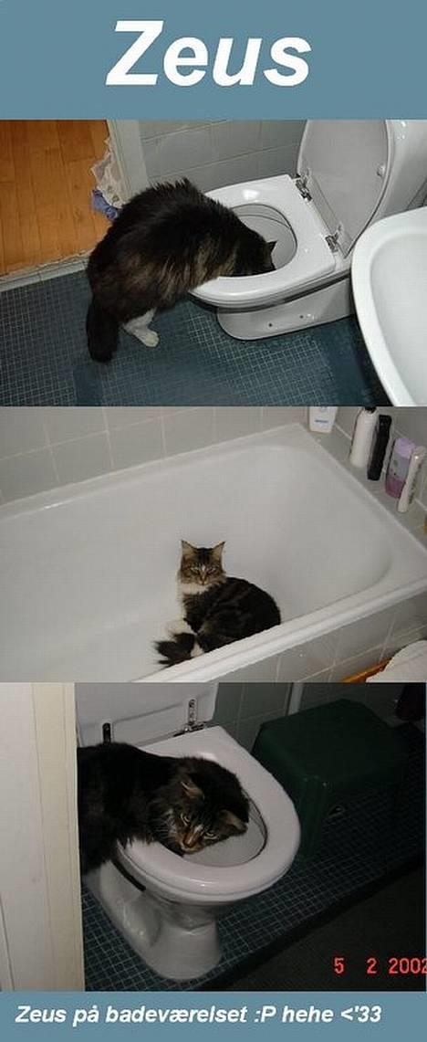 Maine Coon Udklittens Mister Kandis  - Arh noget at drikke, fra det friske WC. .hehe :D missen på bade værelset :P billede 5