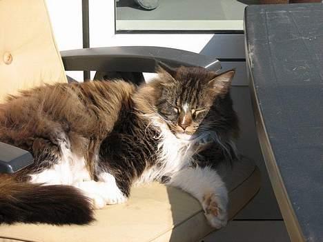 Maine Coon Udklittens Mister Kandis  - Dejlig aflappedene at ligge i haven . .  billede 6