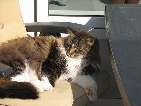 Maine Coon Udklittens Mister Kandis  - Elsker de nye hønder. . . ! Arh Hygge billede 7