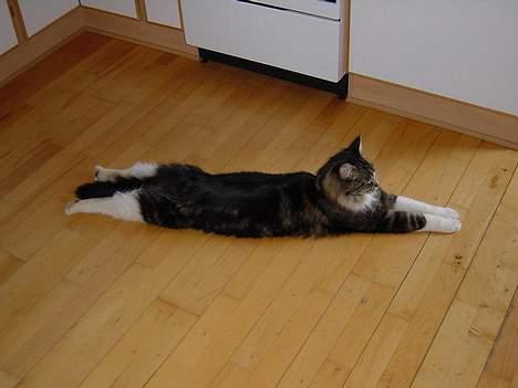 Maine Coon Udklittens Mister Kandis  - ja . man er lang var ? heh  billede 8