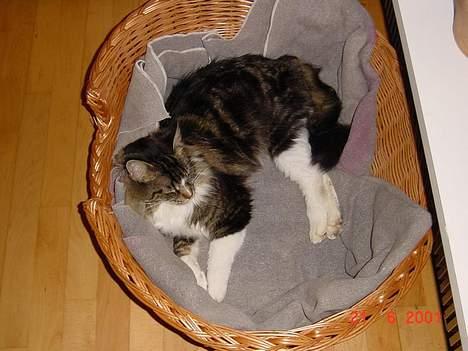 Maine Coon Udklittens Mister Kandis  - MIN kurv nu . .! hihi (tror nok det er en hundekurv) hehe men katten er jo stor !  billede 9