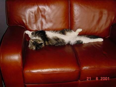 Maine Coon Udklittens Mister Kandis  - Aarh. .skal lige strække mig. . dejlig STOR sofa. . :P billede 10