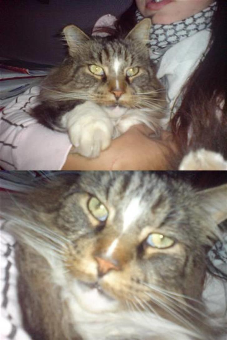 Maine Coon Udklittens Mister Kandis  - *NYT* billede 11