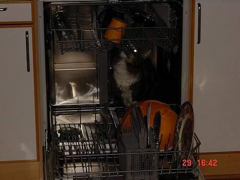 Maine Coon Udklittens Mister Kandis  - hvad er det for nogle underlige ting. . ? billede 12