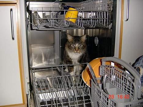 Maine Coon Udklittens Mister Kandis  - Hvorfor kigger alle på mig ?  billede 13