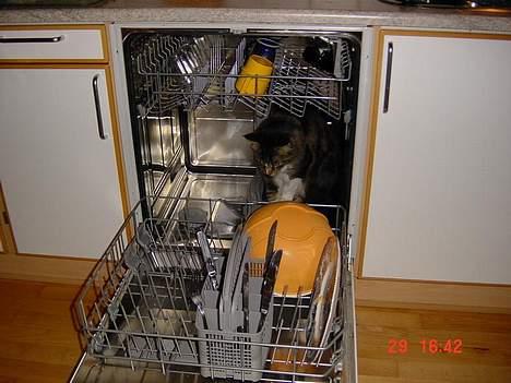 Maine Coon Udklittens Mister Kandis  - Nå men det da hyggeligt her. (han gik selv der ind) billede 14