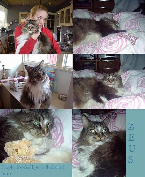 Maine Coon Udklittens Mister Kandis  - Nogle sammen satte billeder af ham <33 billede 15