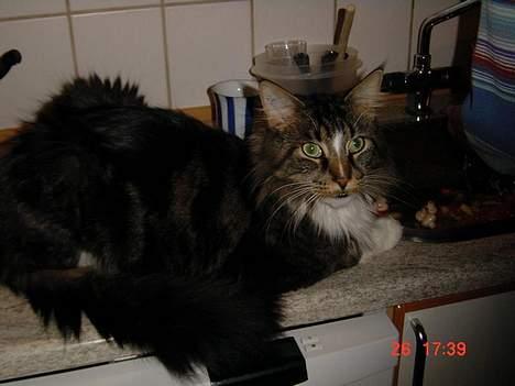 Maine Coon Udklittens Mister Kandis  - Namnam. . elsker muslinger ! (min mor var ved at rense muslinger) billede 16