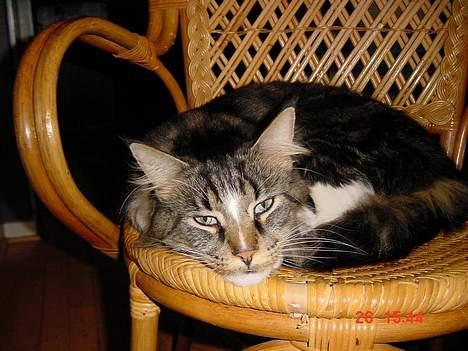 Maine Coon Udklittens Mister Kandis  - Arh ..et lille vild. .  billede 17