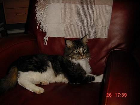 Maine Coon Udklittens Mister Kandis  - hva var det for en lyd ? pas på ! hehe :P billede 18