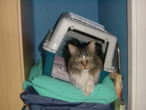 Maine Coon Udklittens Mister Kandis  - Min lækkre hule. . hehe  billede 19