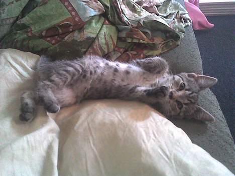 Europé Miss Molly ***R.I.P*** - er jeg ikk bare sød billede 7