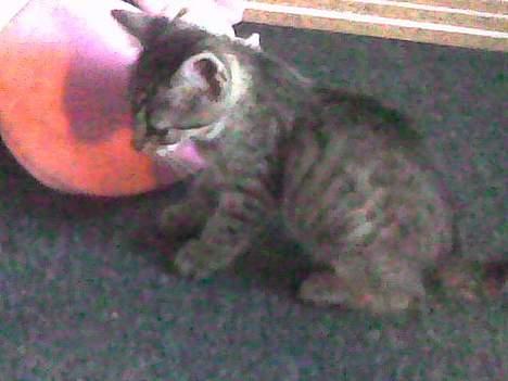 Europé Miss Molly ***R.I.P*** - så har Molly fået øje på en flue billede 8