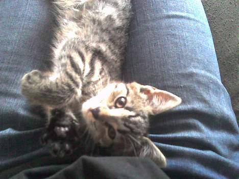 Europé Miss Molly ***R.I.P*** - jeg er bare så kælen... billede 9