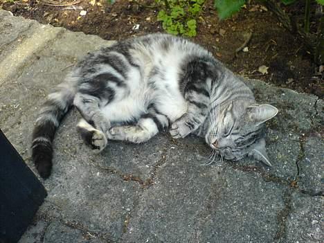 Blanding af racer Missy billede 15