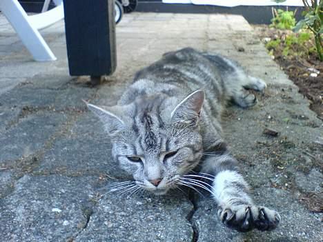 Blanding af racer Missy billede 16