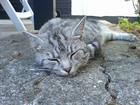 Blanding af racer Missy billede 17