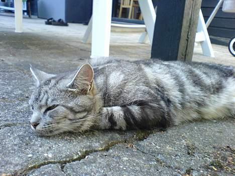 Blanding af racer Missy billede 18