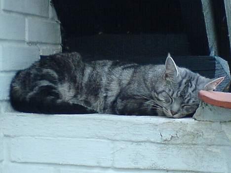 Blanding af racer Missy billede 19