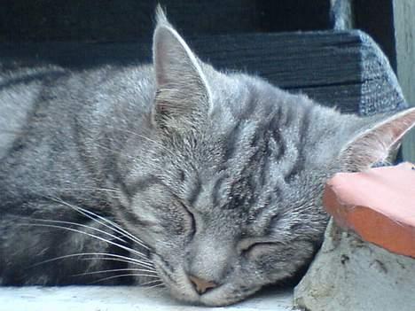 Blanding af racer Missy billede 20