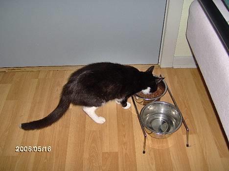 Huskat kisser billede 1