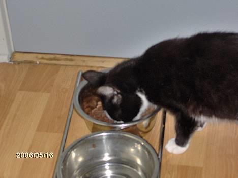 Huskat kisser billede 2