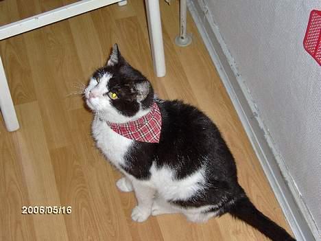 Huskat zorro billede 7