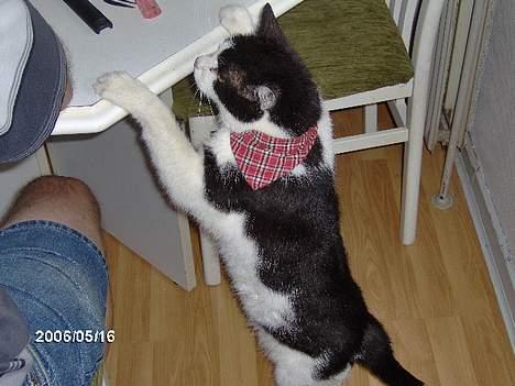 Huskat zorro billede 8