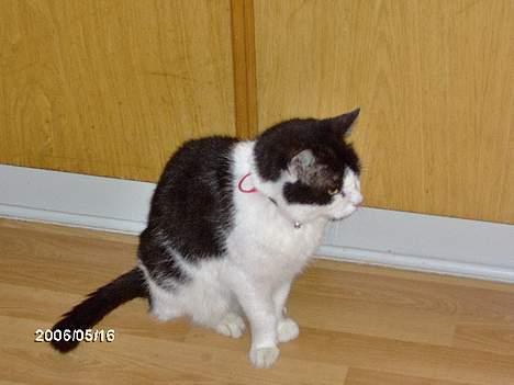 Huskat zorro billede 9