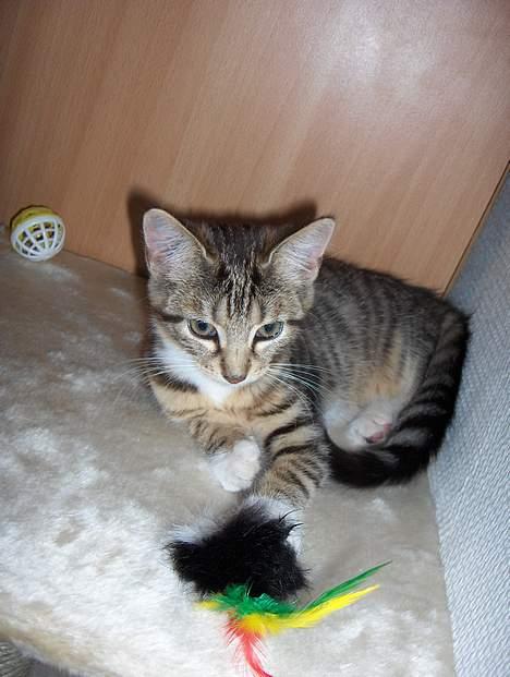 Huskat Mille - RIP - Ja det er så mig der er Mille:o)  billede 1