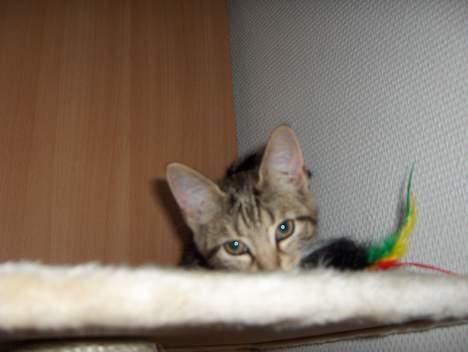 Huskat Mille - RIP - Jeg kan altså godt se dig endnu... billede 2