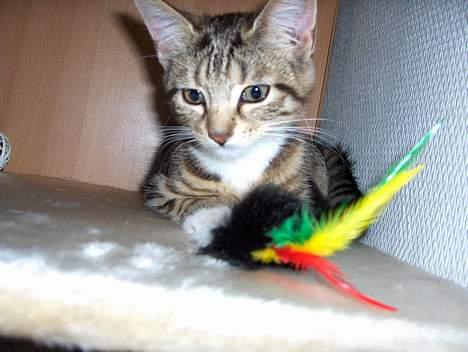 Huskat Mille - RIP billede 3