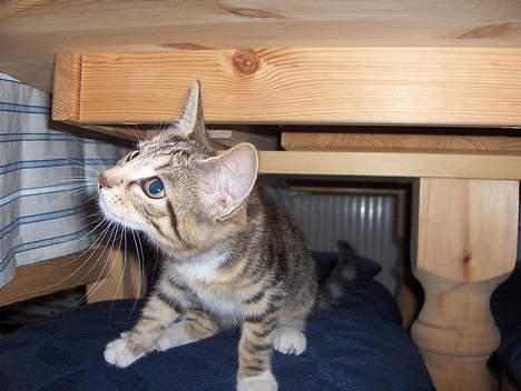 Huskat Mille - RIP - Bare sig til mor, så springer jeg.... billede 4