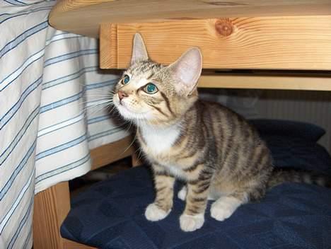 Huskat Mille - RIP - Hva gemmer du deropppe?? billede 5