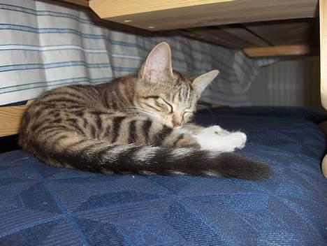 Huskat Mille - RIP - Uha det er godt med en lur ovenpå al den leg:o) billede 6