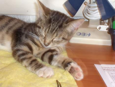 Huskat Mille - RIP - ZZZZzzzzZZzz billede 7