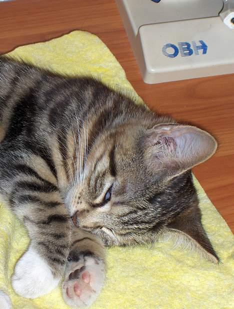 Huskat Mille - RIP billede 8