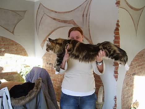 Norsk Skovkat  DK Shuno Zahra´s Amadeus - amadeus´gode ven Sisca ( Maine Coon ) billede 2