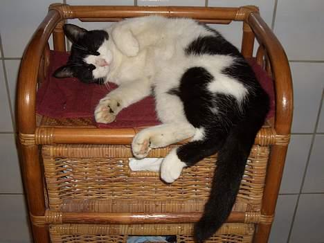 Blanding af racer Joe - Mig sover kl. 7.30 om morgen billede 5