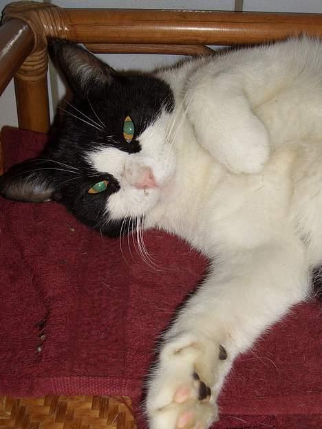 Blanding af racer Joe - jeg er såååå sød! billede 6