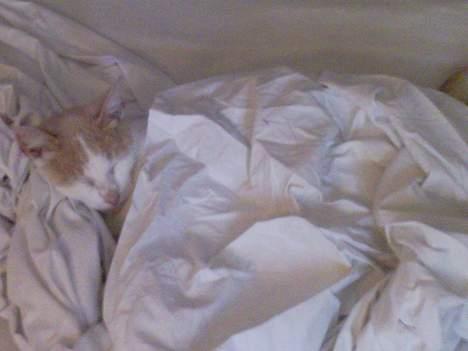 Blanding af racer Pjevs billede 5