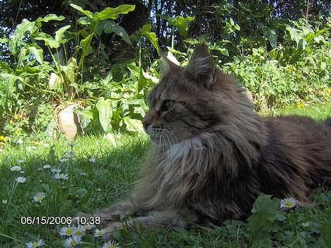 Maine Coon Løvehulens Hotlips - -Og i profil, ser jeg også godt ud! billede 14