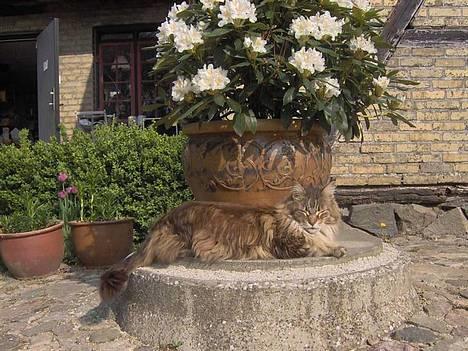 Maine Coon Løvehulens Hotlips - En "løve"foran indgangen, har vi skam også billede 15