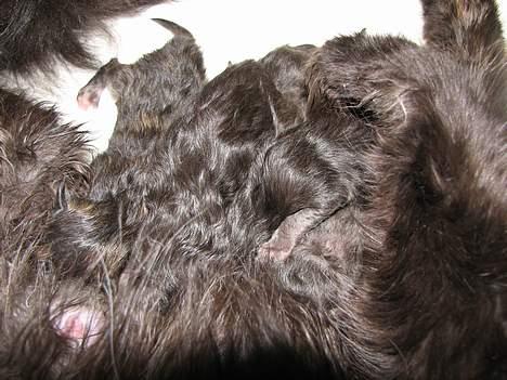 Blanding af racer Mille - Er blevet Mor billede 19