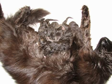 Blanding af racer Mille - Er blevet Mor billede 20