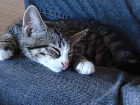 Huskat LUKAS - sover så fint på sin far billede 2