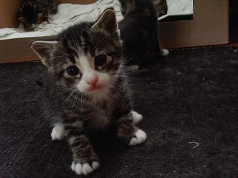 Huskat LUKAS - det billed jeg blev forelsket i.. han er så sød  billede 3