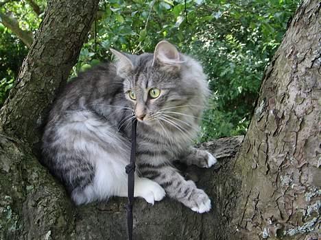 Norsk Skovkat Ellinor billede 18